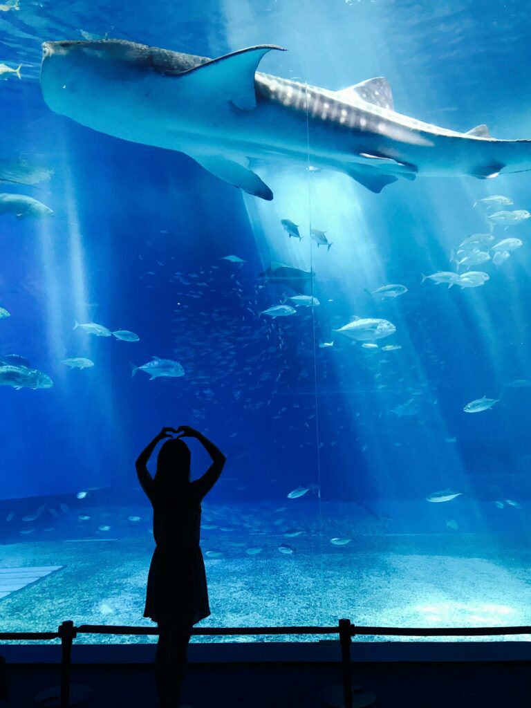pexels-photo-889848-889848 Silhouette of girl admiring a whale shark swimming in a vast aquarium tank, creating a mesmerizing underwater scene.